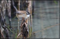 Forapaglie castagnolo	Acrocephalus melanopogon	Moustached Warbler