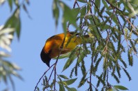 Gendarme Ploceus cucullatus Village Weaver