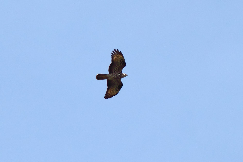 falco_pec