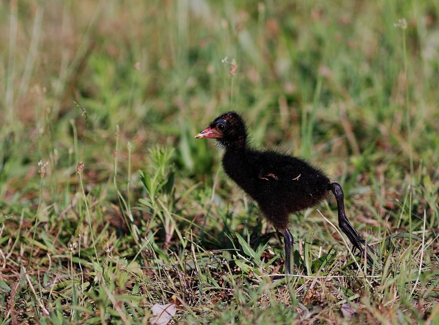 gallinella_pullus