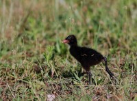 gallinella_pullus