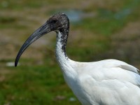 Ibis sacro	Threskiornis aethiopicus	Sacred Ibis