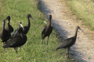 Threskiornithidae