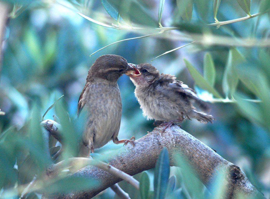 Passero domestico (1)