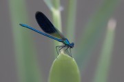 Calopteryx splendens