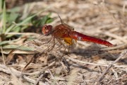 Crocothemis erythraea