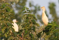 Airone_guardabuoi_Bubulcus_ibis