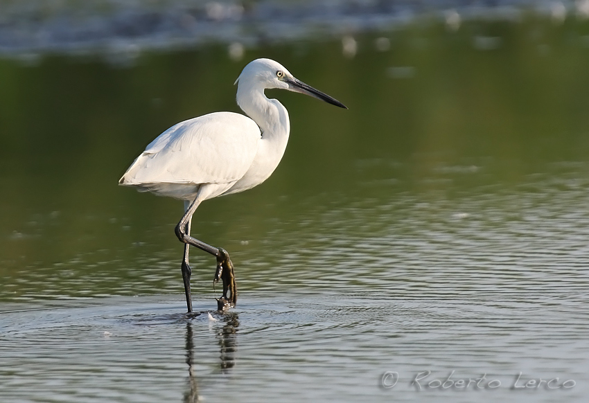 Garzetta_Egretta_garzetta