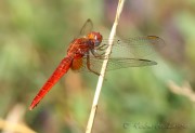 Libellula_rossa_Sympetrum_sanguineum