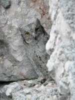 Assiolo Otus scops Scops Owl