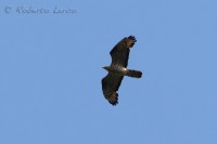 Falco_pecchiaiolo_Honey_Buzzard