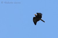 Falco_pecchiaiolo_Honey_Buzzard2