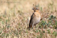 Culbianco_Wheatear1