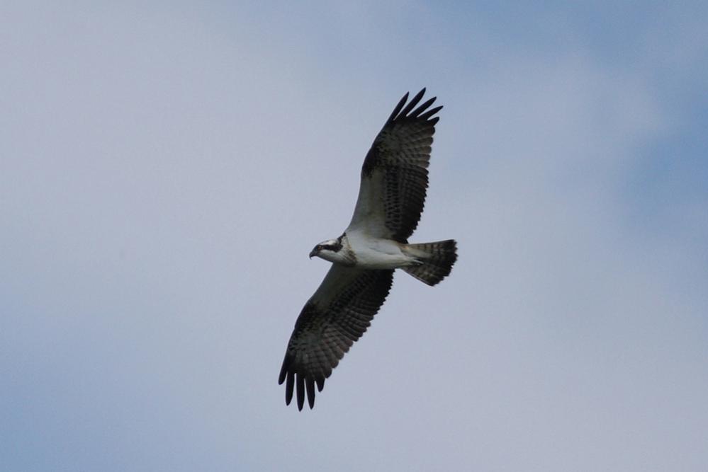 falco pescatore - lago del frassino 12-09-09