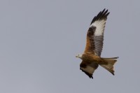 Nibbio reale Milvus milvus Red Kite