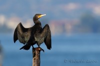 Cormorano_Cormorant_Phalacrocorax_carbo1