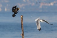 Cormorano_gabbiano-reale