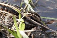 Frullino Lymnocriptes minimus Jack Snipe