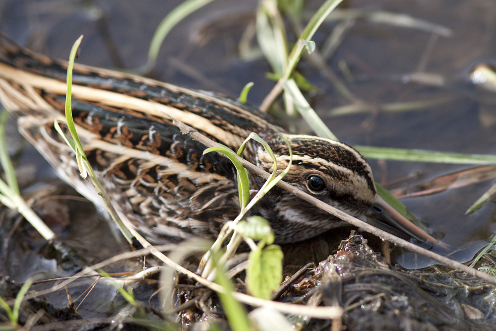 Frullino - Jack Snipe