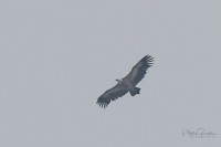 Grifone Gyps fulvus Griffon Vulture