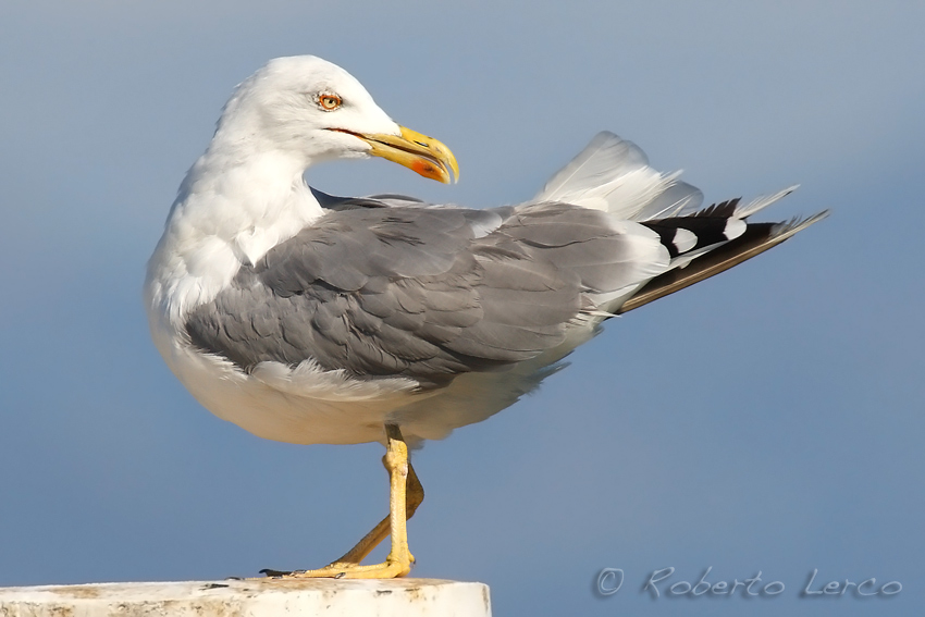 Gabbiano_reale_Larus_michahellis1