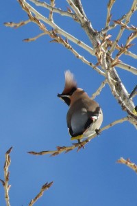 Beccofrusone Bombycilla garrulus Bohemian Waxwing