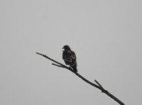 Aquila anatraia maggiore Aquila clanga Greater Spotted Eagle