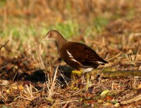 Gallinella (1)