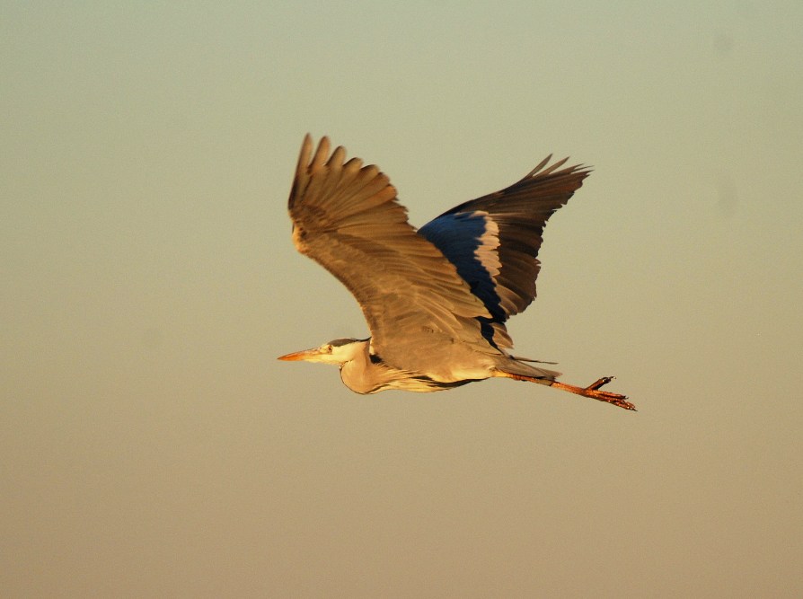 Airone cenerino