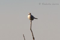 Averla_maggiore_Lanius_Excubitor_Great_Grey_Shrike