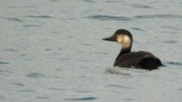 Orchetto marino Melanitta nigra Common Scoter