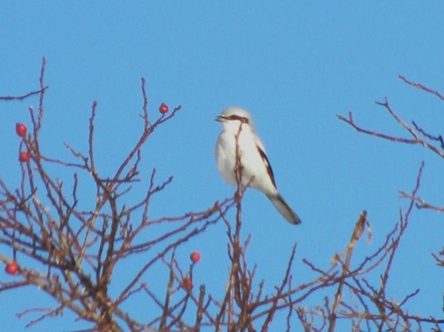 Averla maggiore - Great Grey Shrike