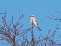 Averla maggiore - Great Grey Shrike