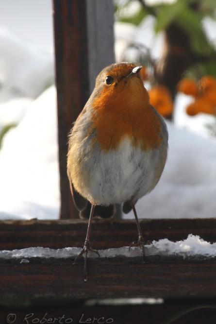 Pettirosso_Erithacus_rubecula_European_Robin