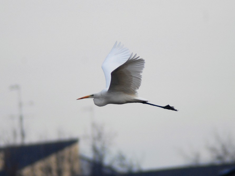 Airone bianco maggiore