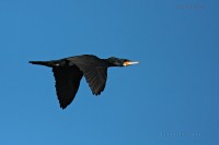 Cormorant