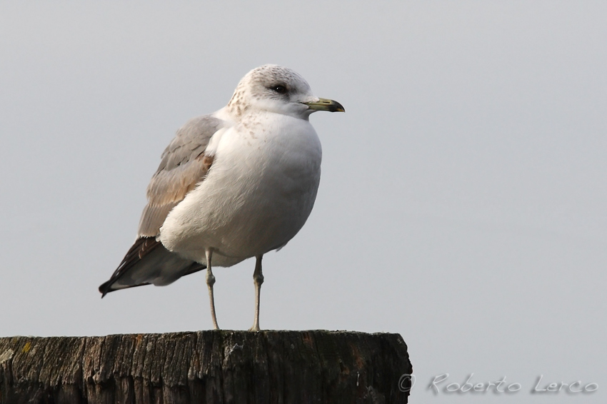 Gavina_Larus_canus_Common_Gull