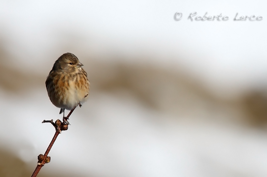 Fanello_Carduelis_cannabina_Linnet2