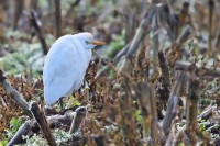 Airone_guardabuoi_Bubulcus_Ibis2