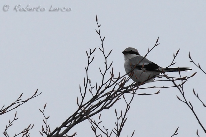 Averla_maggiore_Lanius_Excubitor_Great_Grey_Shrike1