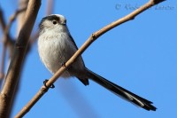 Codibugnolo_Codibugnolo_Aegithalos_caudatus_Long-tailed_Tit