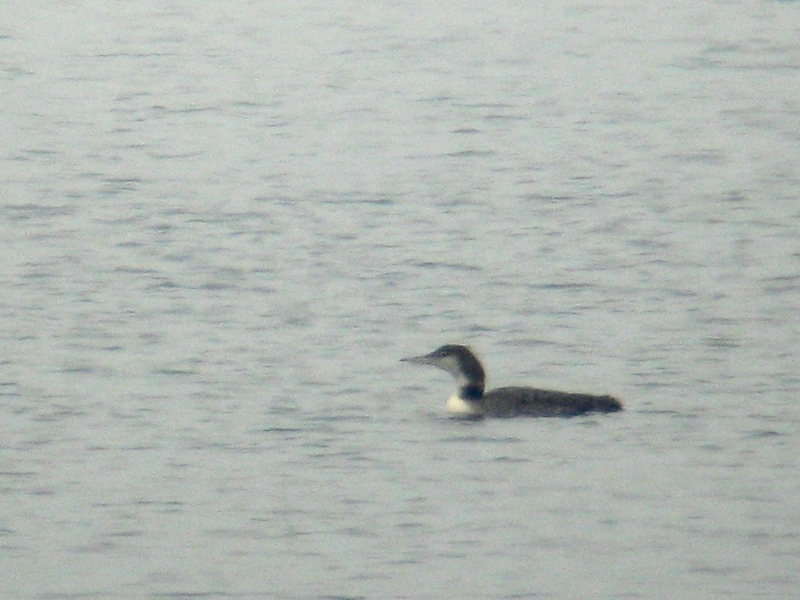 Strolaga maggiore • Great Northern Diver