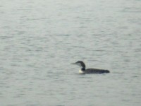 Strolaga maggiore • Great Northern Diver