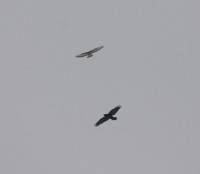 Corvo imperiale e buteo