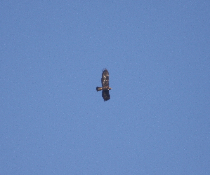 Aquila reale 3