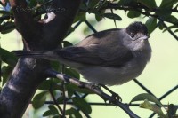Capinera_Sylvia_atricapilla_Blackcap