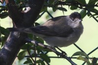 Capinera_Sylvia_atricapilla_Blackcap