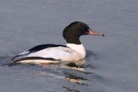 Smergo maggiore	Mergus merganser	Goosander