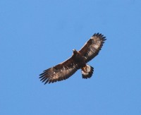 Aquila reale (7)