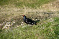 Fagiano di monte	Tetrao tetrix	Black Grouse